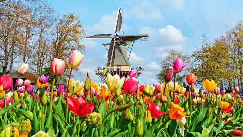 Here’s a list of the most fascinating flower festivals around the world